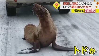「最初はシカかと」道路真ん中に海獣“トド”現れる　オホーツク海から南下し迷い込んだか　北海道・湧別町
