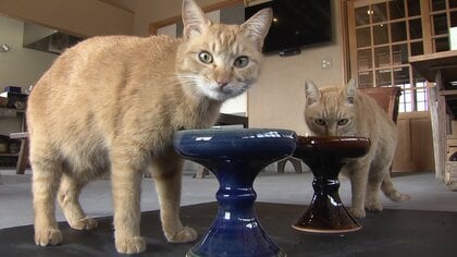 ターゲットは猫…即日完売の「キャットボウル」　出西窯で人以外への商品は初【島根発】