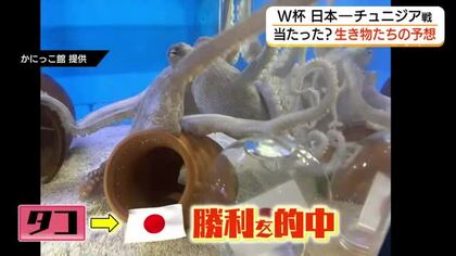 「かにっこ館」の生きものがW杯の勝敗を予想　チュニジア戦的中は「タコ」（鳥取市）