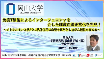 【岡山大学】免疫T細胞によるインターフェロンγを介した腫瘍血管正常化を発見!~メトホルミンと抗PD-1抗体併用は血管を正常化し抗がん活性を高める~