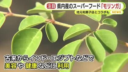「自分で実感できる部分が多かった」スーパーフード・モリンガに魅せられ移住先の沖縄から地元浜松へ　気軽に食べられる環境を