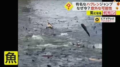 「圧巻。50m後ろまで行列」大量のハクレンが“集団ジャンプ”　産卵で川を上るも水門でストップし大量発生？　