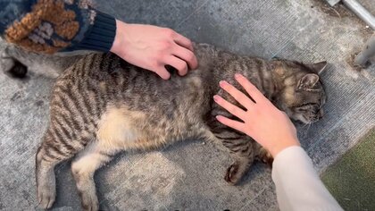 看板猫として有名に