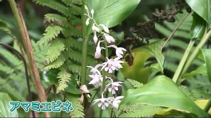 山中で珍しい植物が花を咲かせる 鹿児島 奄美大島