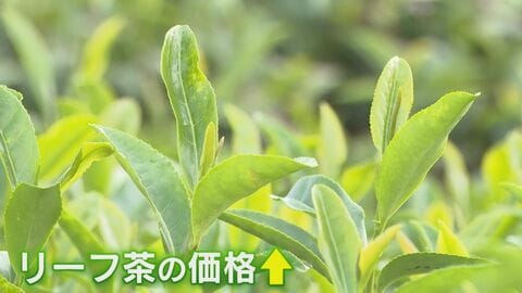 空前の抹茶ブームの“光と影” 茶関連業の倒産が過去10年で最多に 懸念されるリーフ茶の減少 名産地では一体何が？【福岡発】