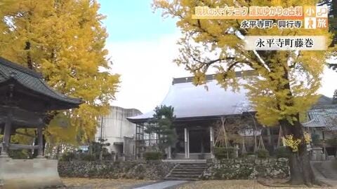 晩秋の大イチョウが出迎える蓮如上人ゆかりの古刹「興行寺」　極楽浄土を思わせるきらびやかな天井絵を堪能する「小旅」　福井・永平寺町