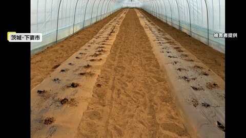 「窃盗団にやられた！」ミニトマト苗2500本約112万円が盗まれる　植えた3日後に抜かれプロ集団の犯行か　茨城