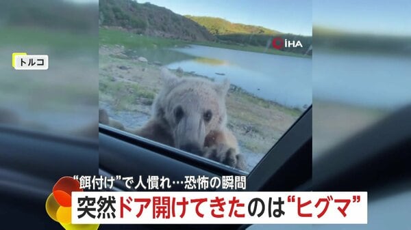 緊迫】突然車のドア開けるヒグマ！観光客の“餌付け”で人慣れ…迫る恐怖