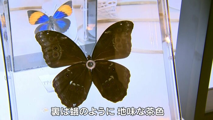 モルフォチョウの裏側 木に擬態して外敵から身を守る