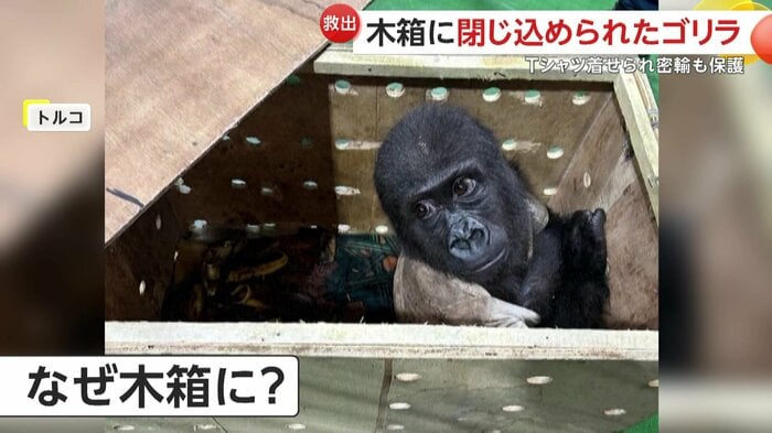 木箱からじっと人を見つめるゴリラの赤ちゃん