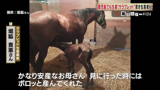 エリザベスギフトと子馬