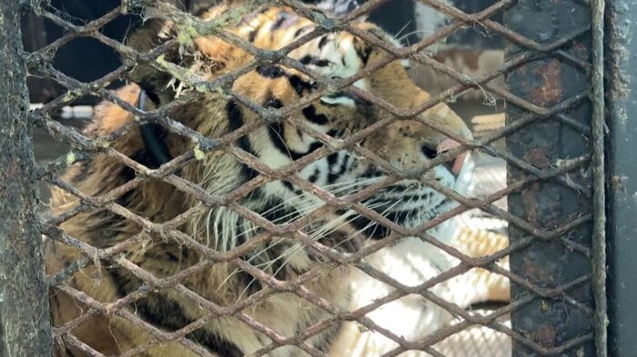 振り回される動物たち(撮影:視聴者)