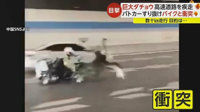 警察のバイクとぶつかり倒れるが、その後も走り続けた