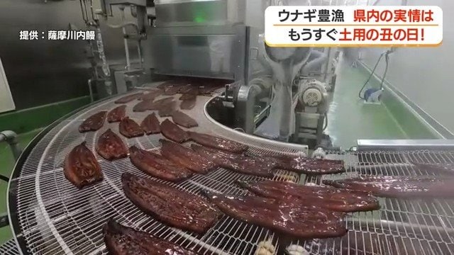 ウナギの加工を担う薩摩川内鰻