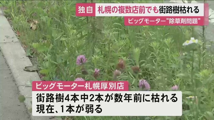 隣の植え込みには草が茂り、野花も咲いているが…(札幌市厚別区)