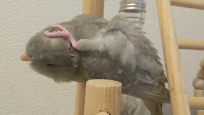 翼の上をまたぐように足を持ってきている