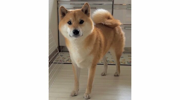 ふう太くん