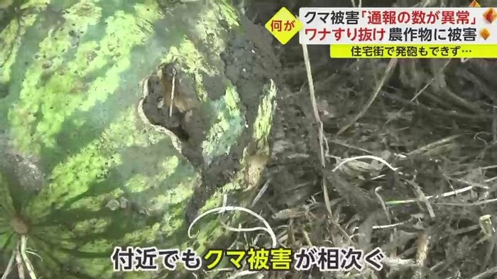 付近でもクマ被害が...