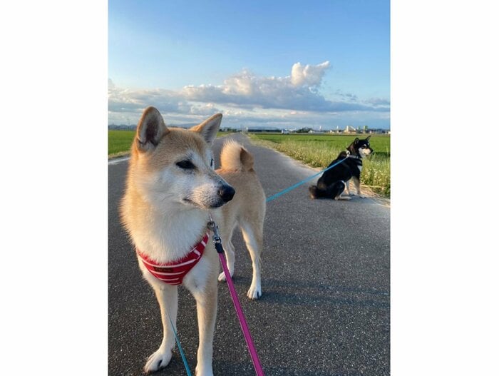 提供:柴犬むさしとこじろうさん