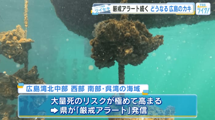 広島県は現在、３つの海域に３段階で最も高いレベルの「厳戒アラート」を出している。