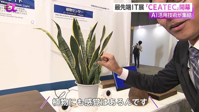 触るとしゃべる観葉植物