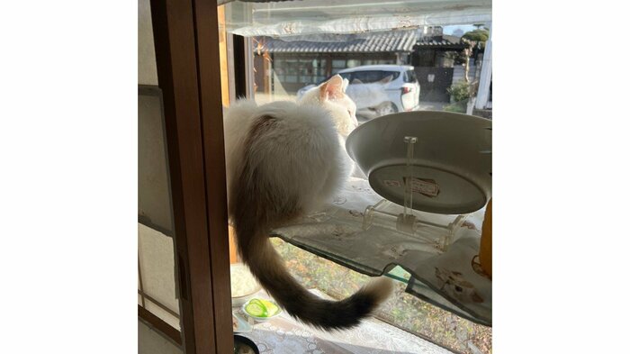 コンちゃんの後ろ姿