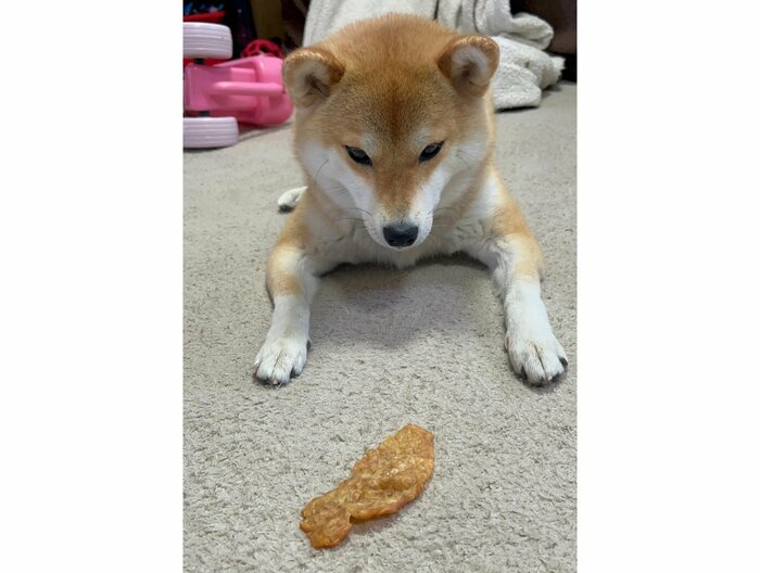 ささみジャーキーが大きくて見つめるゆきちゃん(提供:柴犬ゆきちゃん)