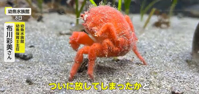 海藻を手放し素っ裸に(提供:幼魚水族館)