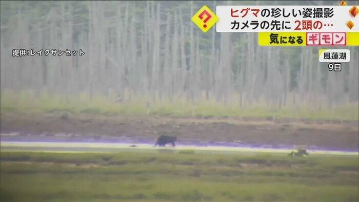 岸にたどり着いたヒグマ