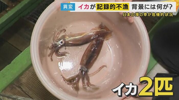 イカ“2匹”!?