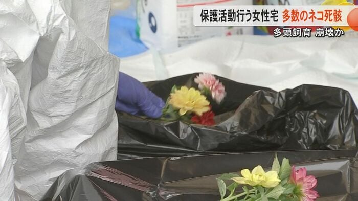 死んだネコが入ったケージ