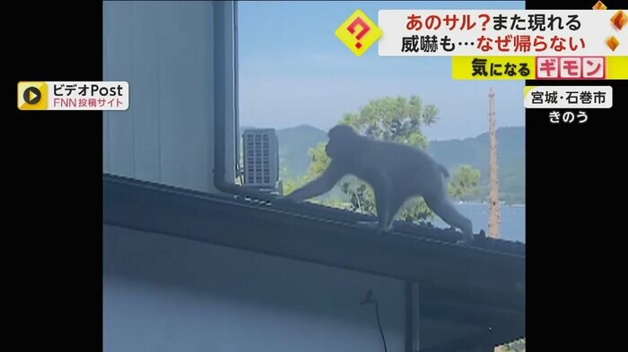 サルが屋根を上っている