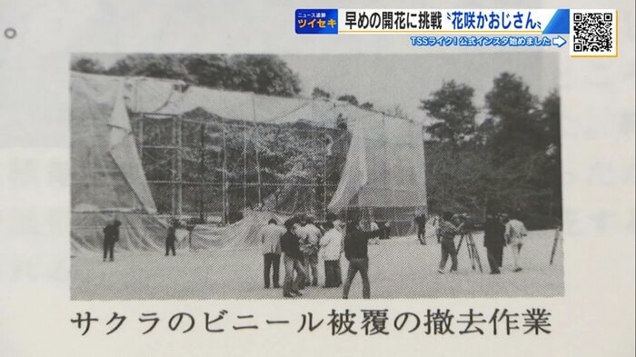 1987年に広島市植物公園で行われたサクラの開花促成