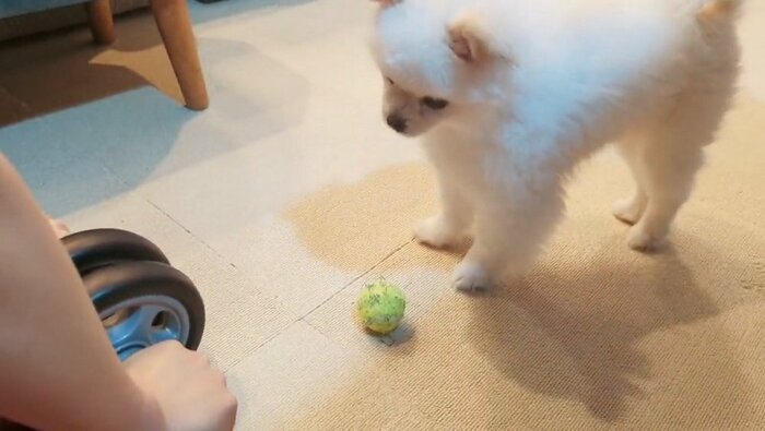 飼い主さんが腹筋ローラー中に、何度もボールを持ってきて遊びに誘っていた