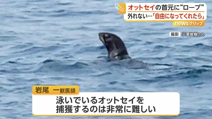 泳ぎながら周囲をうかがうオットセイ