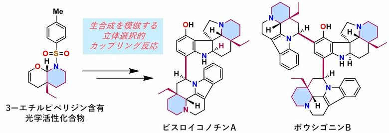 植物に含まれる複雑な天然物の完全化学合成に成功　―ビスロイコノチンAおよびボウシゴニンBを世界に先駆けて全合成―