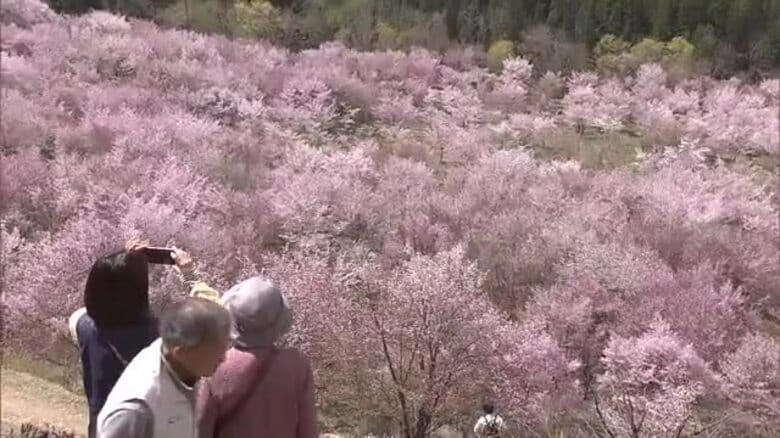 福島の桜前線もいよいよ終着地へ　北塩原村・桜峠が見ごろに　約3000本のオオヤマザクラの絨毯｜FNNプライムオンライン