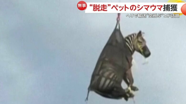 「オーNO！！」ヘリ輸送される“空飛ぶエド”が話題　“脱走ペット”のシマウマが住宅街に出現…ドローン導入し1週間の大捜索　　アメリカ｜FNNプライムオンライン