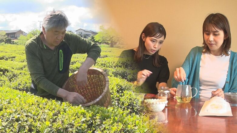 明治元年創業の茶屋を守る！茶摘み歴2年の父親とモデル･IT企業勤務の娘2人が奮闘【新潟発】｜FNNプライムオンライン