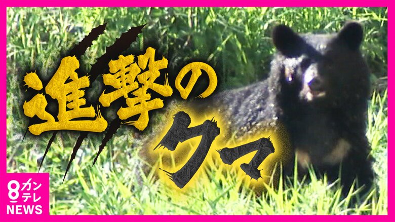 嗅覚は犬の8倍　小グマでも“隠した”リンゴの匂いに反応しその場から離れず…“食料ある限り冬眠しない”クマの実態｜FNNプライムオンライン