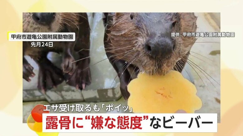 態度がひどいビーバー！露骨なエサの好き嫌い…におい確認して「おイモじゃない！」ポイッと投げ捨て　山梨・甲府市遊亀公園附属動物園｜FNNプライムオンライン