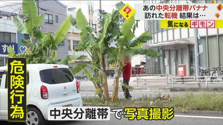 “伐採要請”の中央分離帯“無許可バナナ”に転機　栽培する男性の友人の畑などに植え替えられる予定　福岡・久留米市｜FNNプライムオンライン