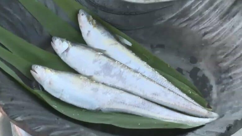 初夏の風物詩「エツ漁」解禁　産卵のため筑後川を遡上する“幻の魚”　豊漁を祈願する神事　福岡・久留米市｜FNNプライムオンライン