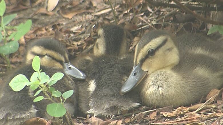 おぼえたての泳ぎで水遊び、ヨチヨチ歩き　野生のカモ3家族が温泉施設で子育てに奮闘中！「かわいいね～」ヒナ22羽が温泉客の癒やしに｜FNNプライムオンライン