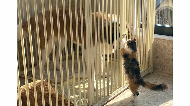 「助けに来たよ！」大型犬をサークルから救出しようとする子猫に飼い主もびっくり…体重差60キロの2匹の仲を聞いた｜FNNプライムオンライン