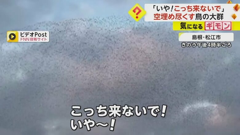 「こっち来ないで！」空を埋めつくす鳥の大群　正体は「トモエガモ」か　日本への渡来数が急増中　島根・松江市｜FNNプライムオンライン