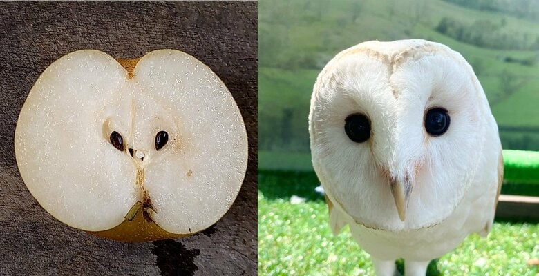 「完全に一致」フクロウと“梨の断面”の比較画像が話題…気付いたきっかけを動物園に聞いた｜FNNプライムオンライン