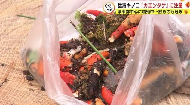 駆除されたカエンタケ