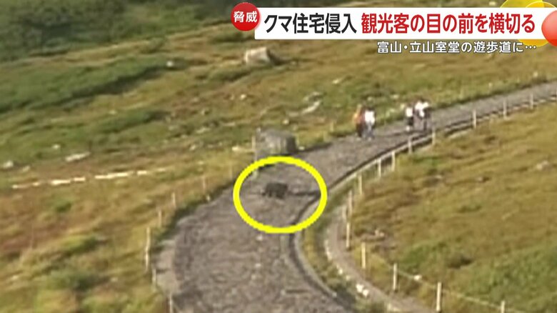 遊歩道で観光客の目の前を横切るクマ（富山・立山室堂）③