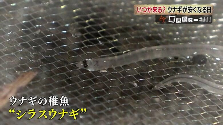 ウナギの稚魚・シラスウナギ